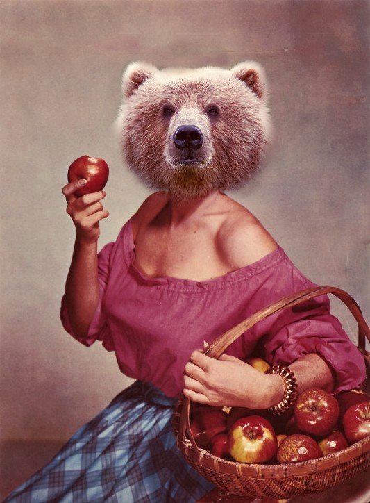bear eating apple